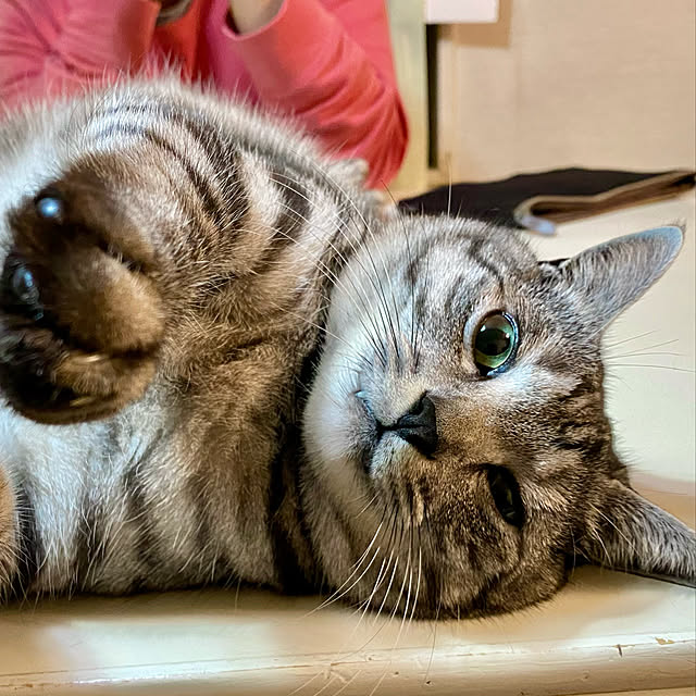 miniGeeさんの実例写真