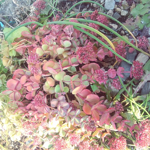 frog62076さんの実例写真