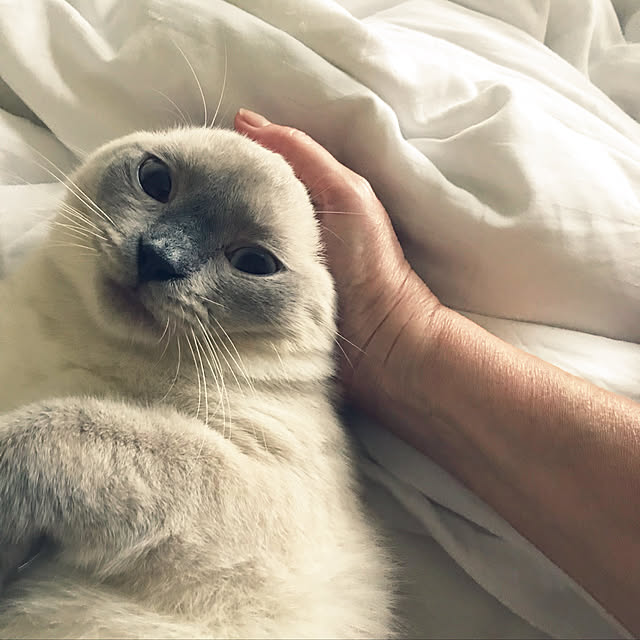gingerwynksさんの実例写真