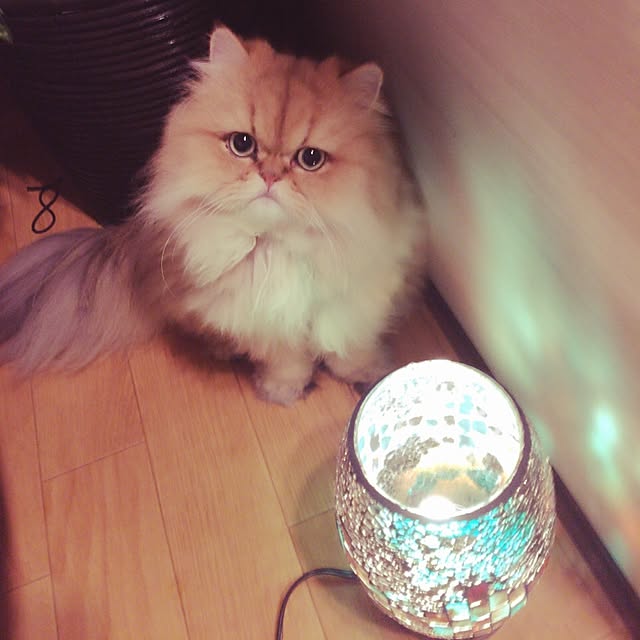sweetchocochanさんの実例写真