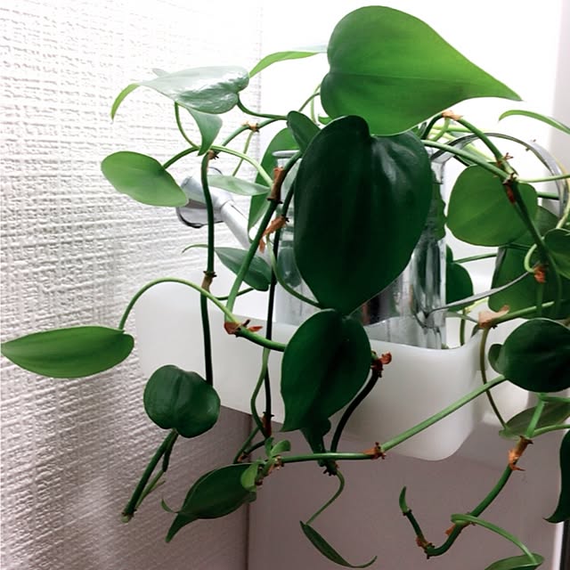 yukiさんの実例写真