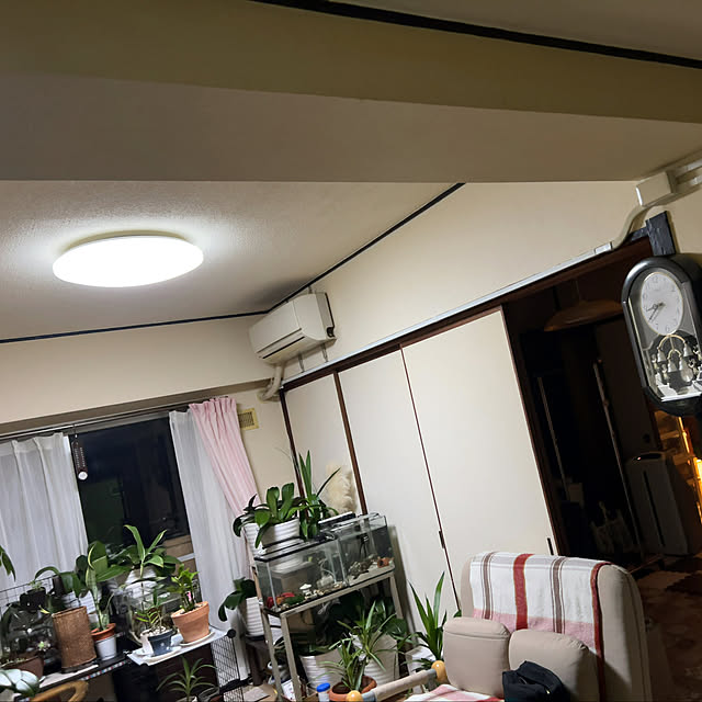 一人暮らし/ダイソー/観葉植物/部屋全体のインテリア実例 - 2023-04-18 21:54:56