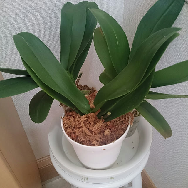 lilyさんの実例写真
