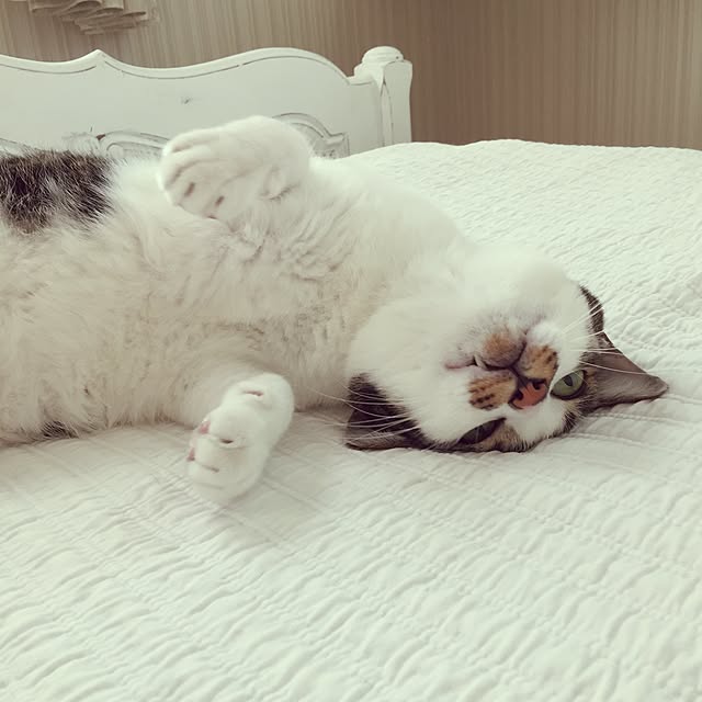 yuchiさんの実例写真