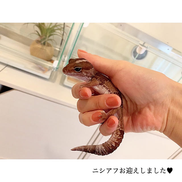 chaluさんの実例写真