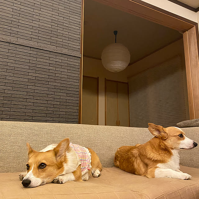 ikukoleoさんの実例写真