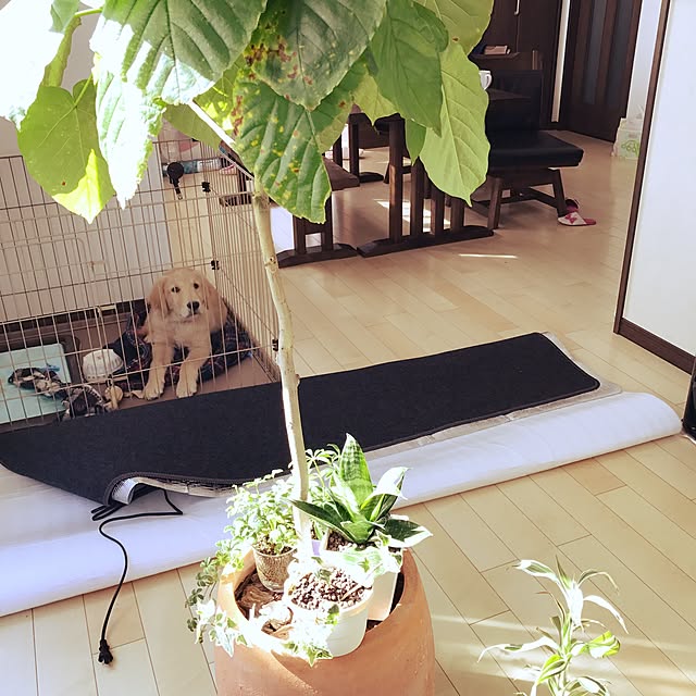 ta_____ko0115さんの実例写真