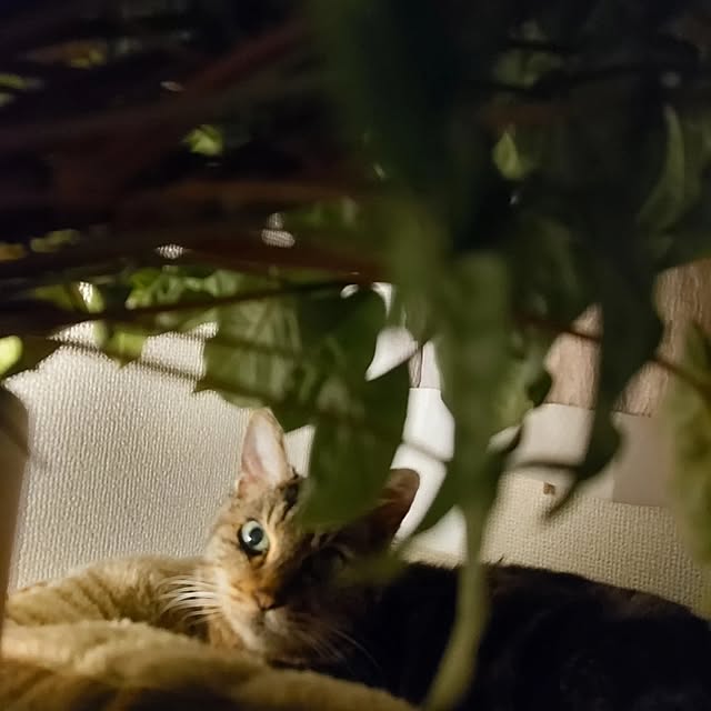mairin318さんの実例写真