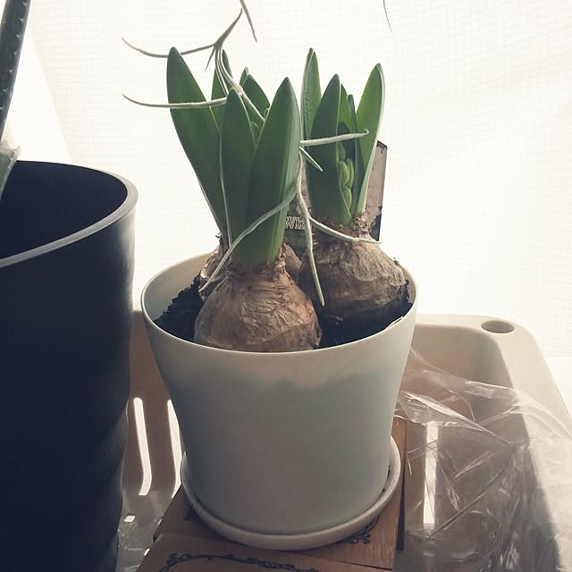 powakyonさんの実例写真