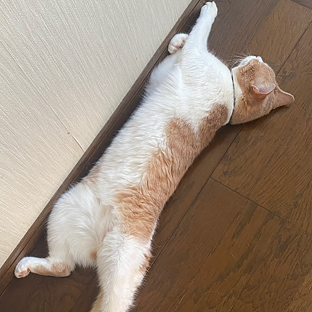 mintteaさんの部屋