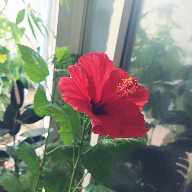 NAOKIさんの部屋