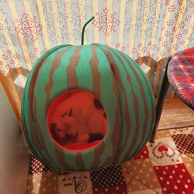 kumutanさんの実例写真