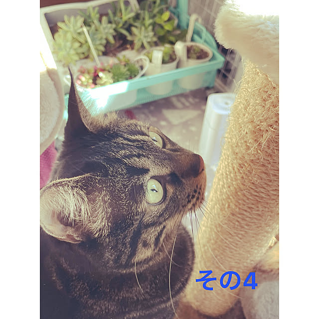 momocchiさんの実例写真