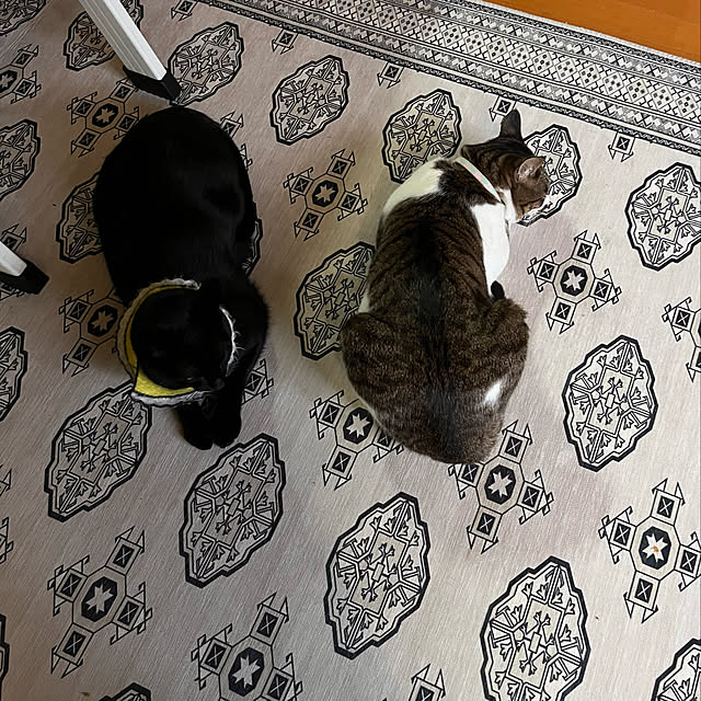 jijiさんの実例写真