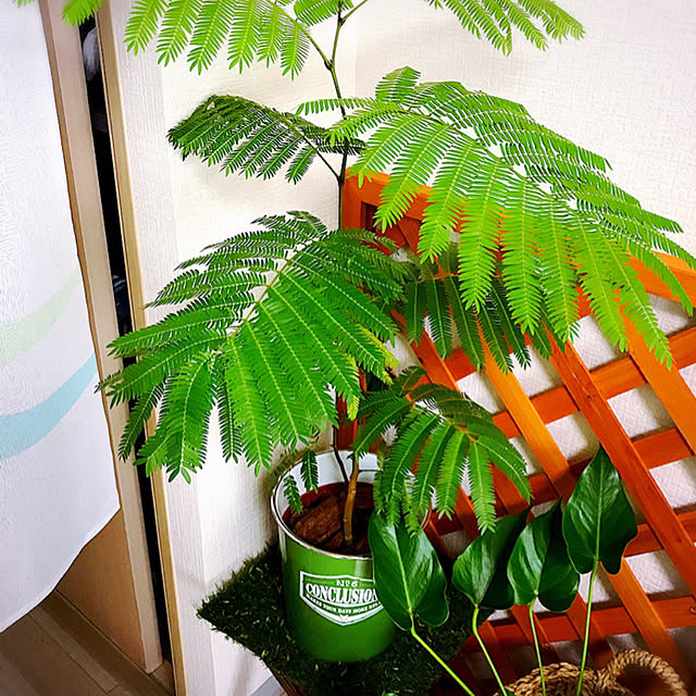 numaさんの実例写真