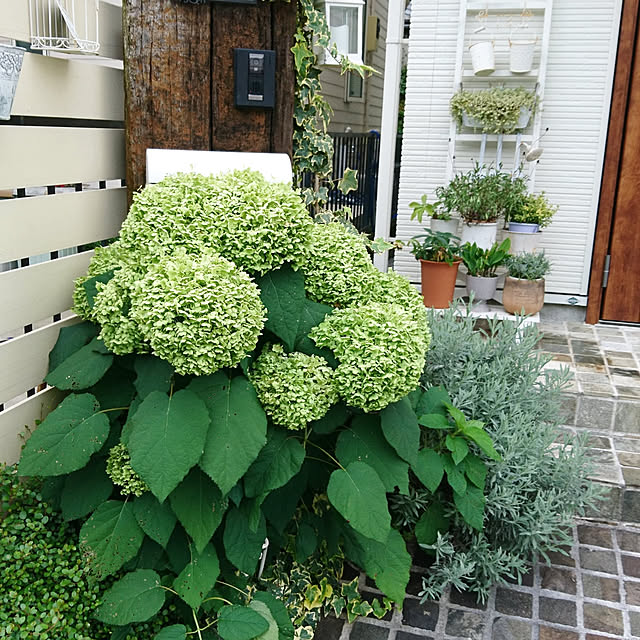 rabiさんの実例写真