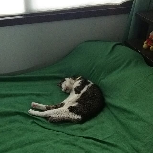 montomoさんの実例写真