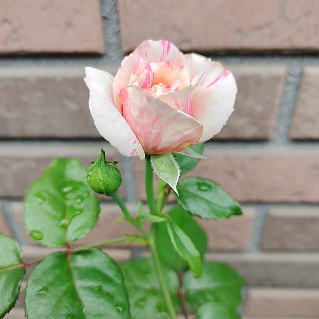 kiraさんの部屋