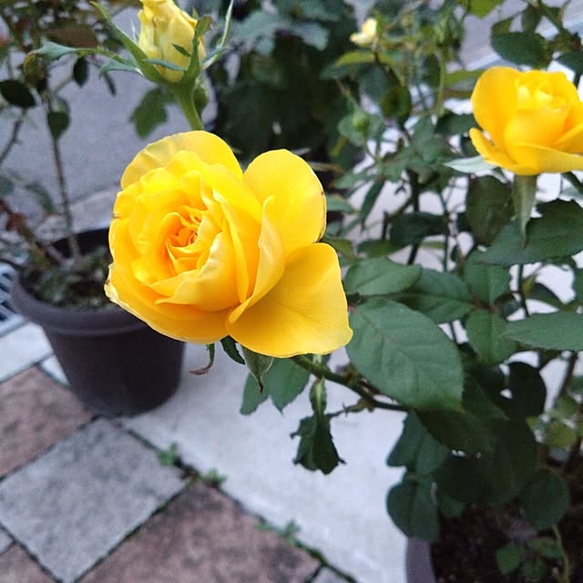 odecomaikoさんの実例写真