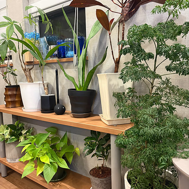 ikuzakさんの実例写真