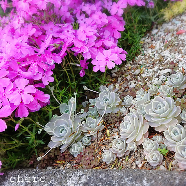 chero.さんの実例写真