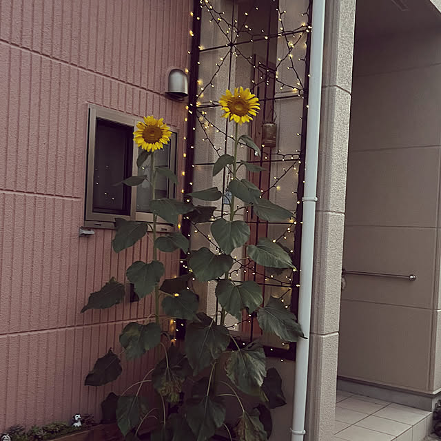pekoさんの実例写真
