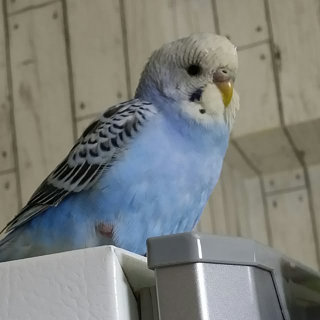 karinさんの実例写真