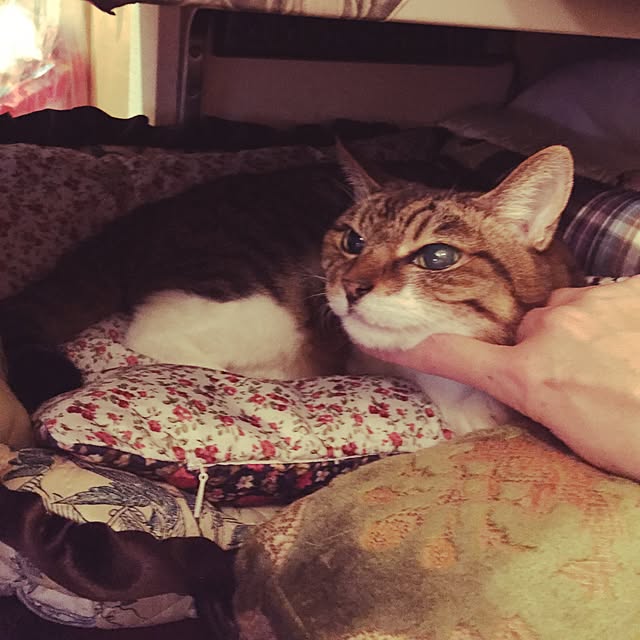 emmyyさんの実例写真