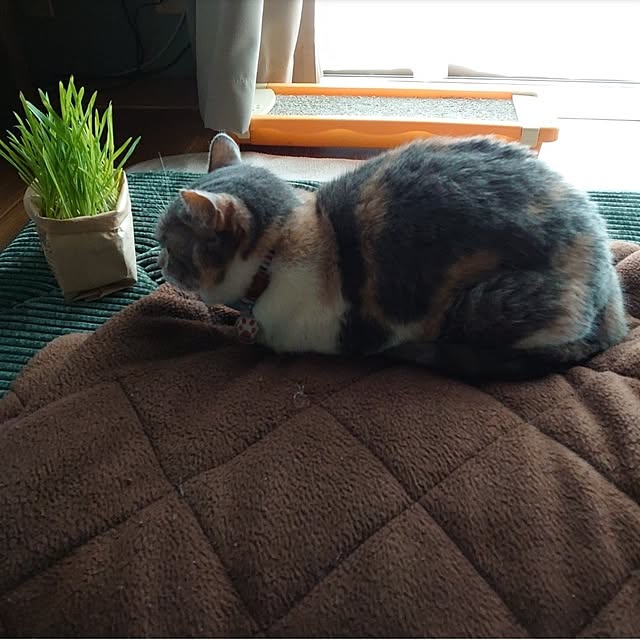 fukuさんの実例写真