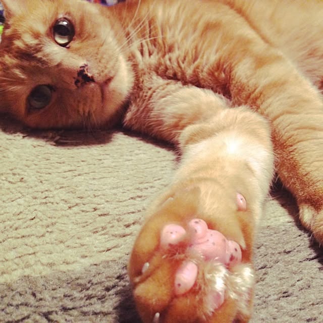 yukiさんの実例写真