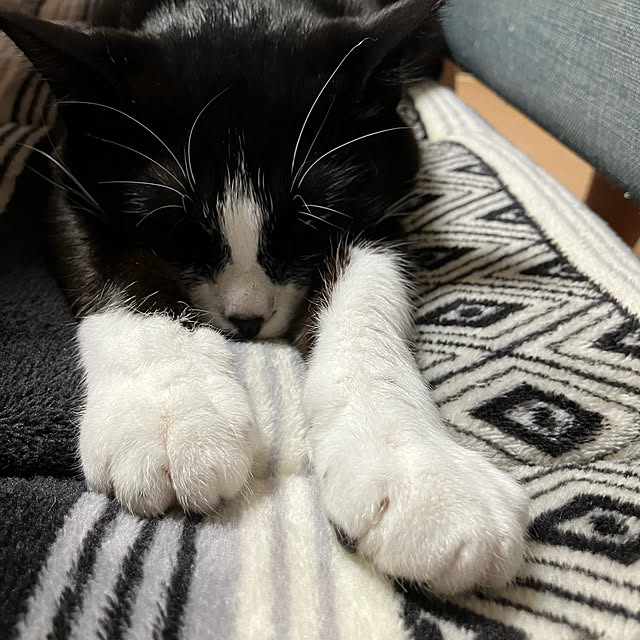 nekoさんの実例写真