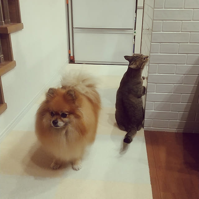 saoponさんの実例写真