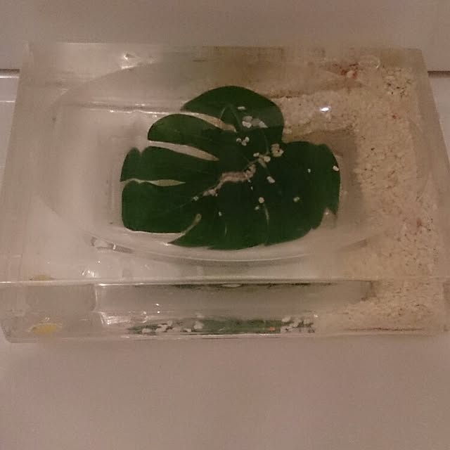 chayさんの実例写真