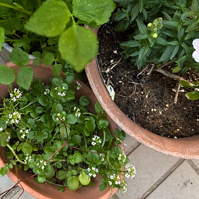 mamizaさんの部屋