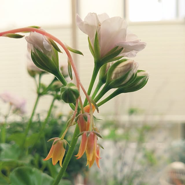 Bienvenueさんの部屋
