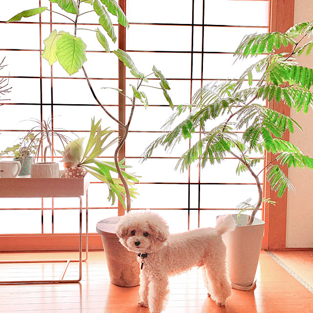 teaさんの実例写真