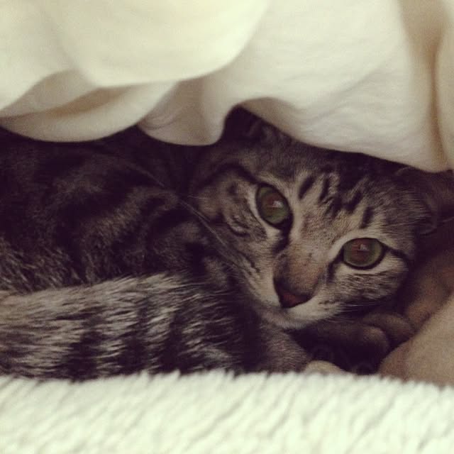 kokedamaさんの実例写真