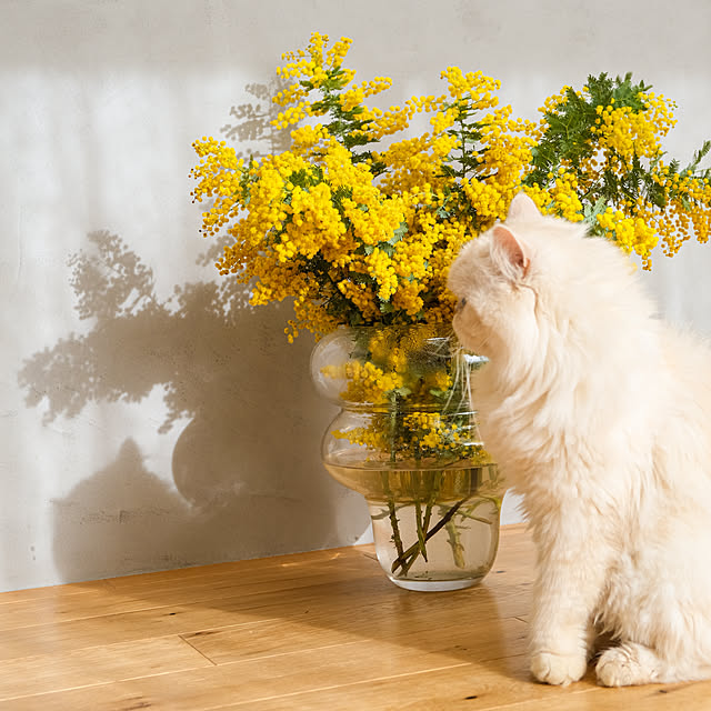 shiiiさんの部屋