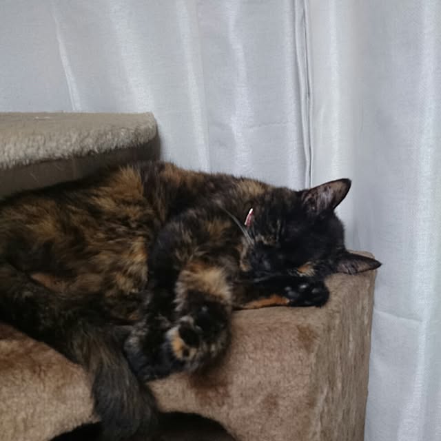 mossさんの実例写真