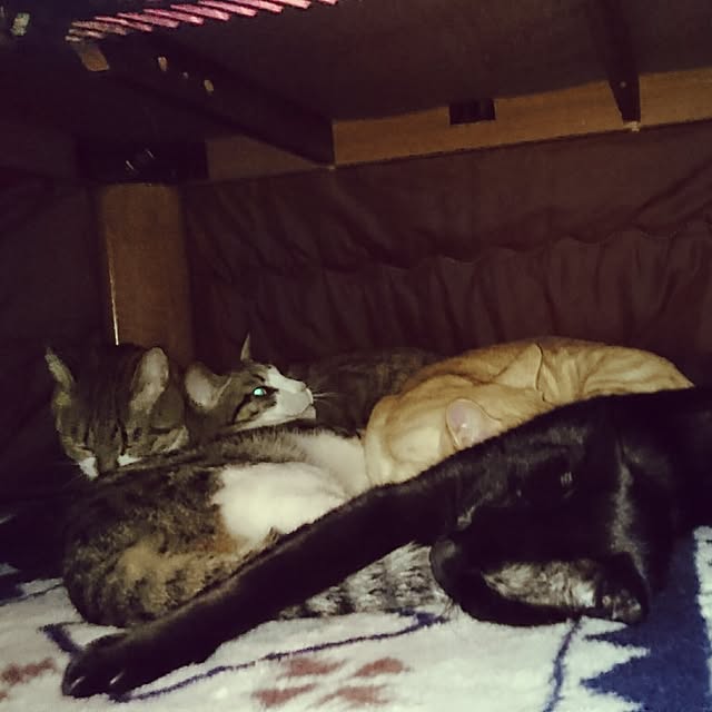 shiiiさんの実例写真