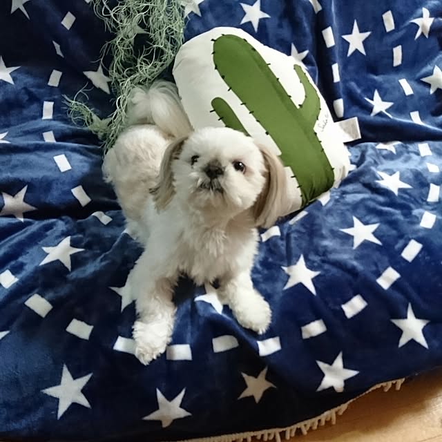 Reiさんの実例写真