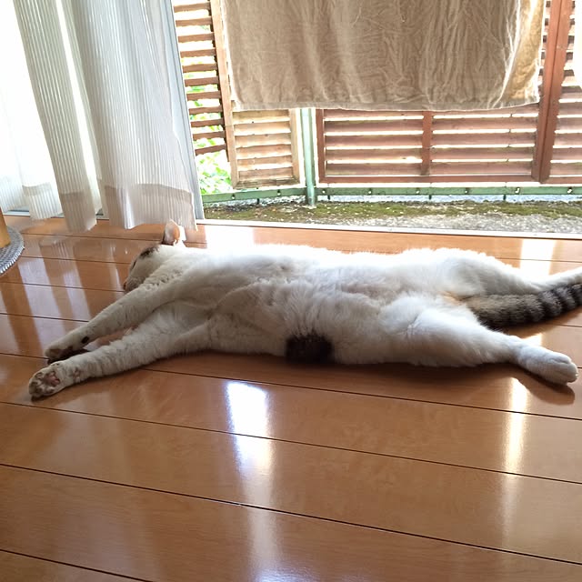 kojiさんの実例写真