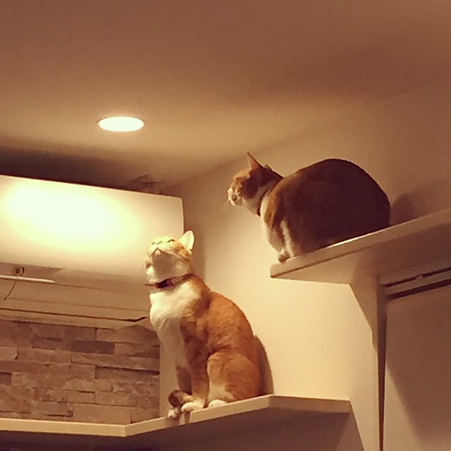 Shuichiさんの実例写真