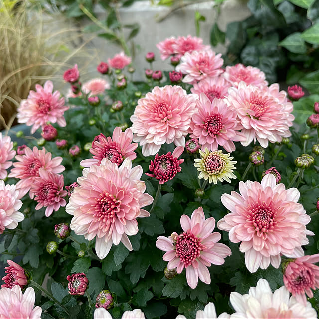 shiropenguinさんの部屋