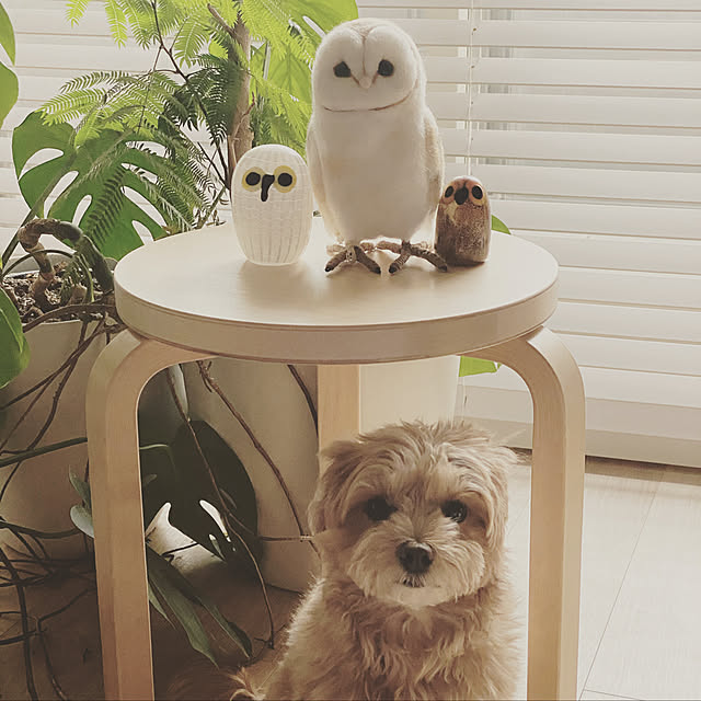 macoさんの実例写真