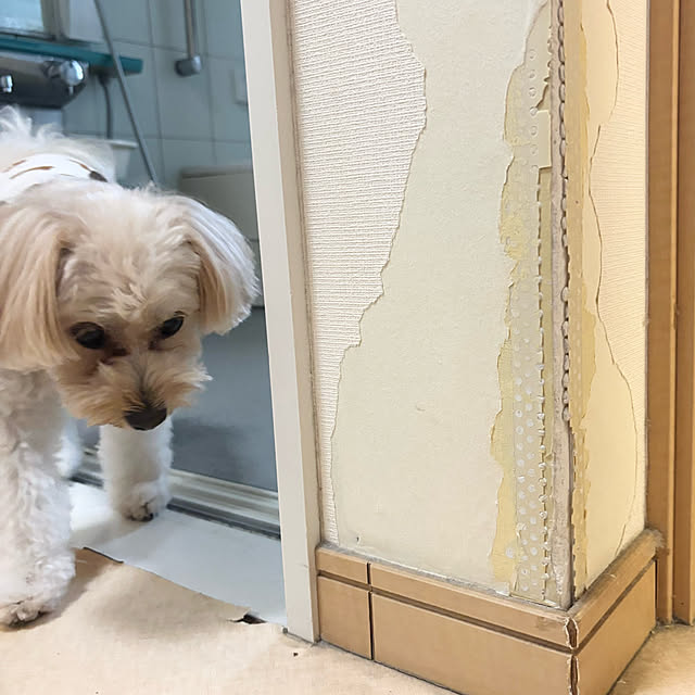 chachamamaさんの部屋