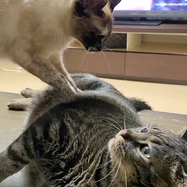 MIHさんの実例写真