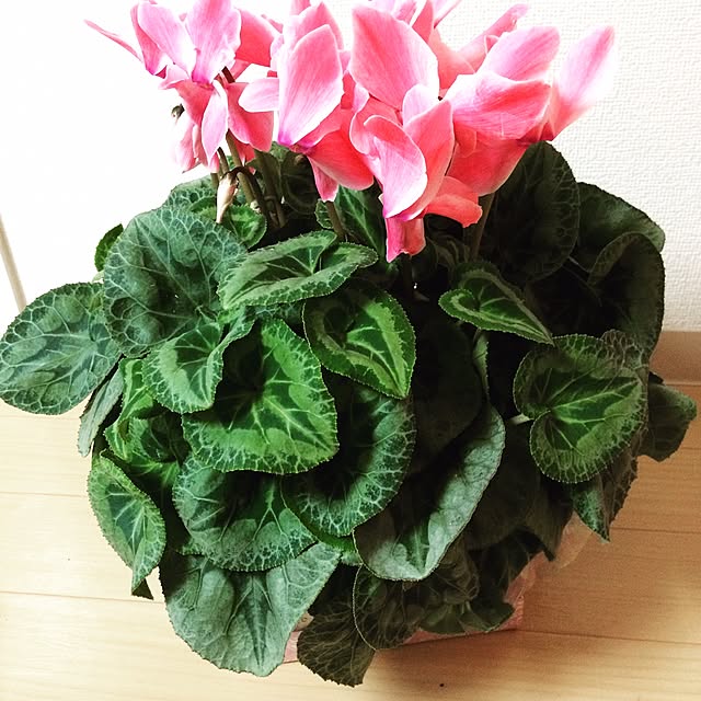 charさんの実例写真