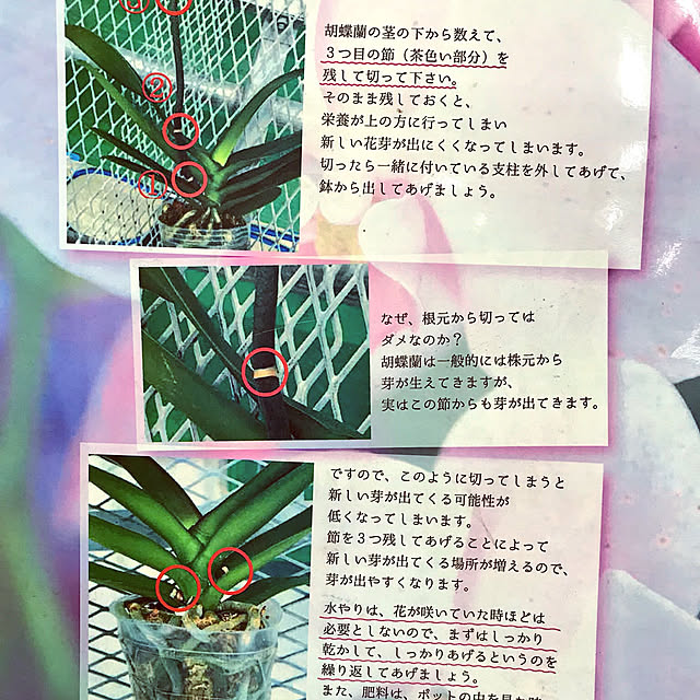 neue.kmnさんの実例写真