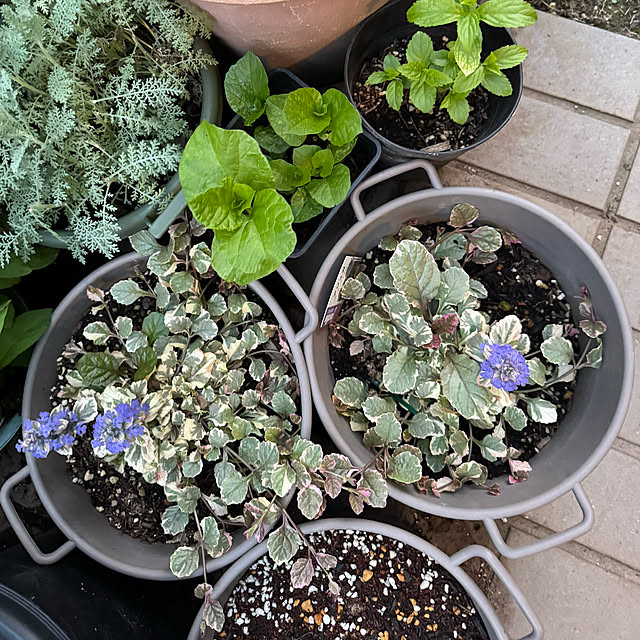 mamizaさんの部屋